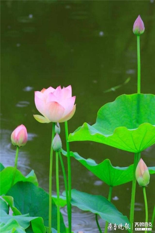 济南雨荷美如诗雨中的济南植物园第一批荷花晶莹剔透美如诗篇