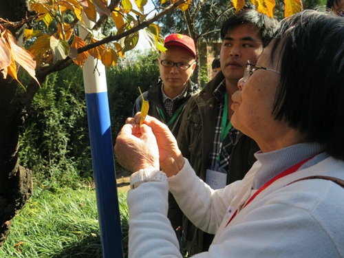 陈秀虹老师观察植物病害.jpg